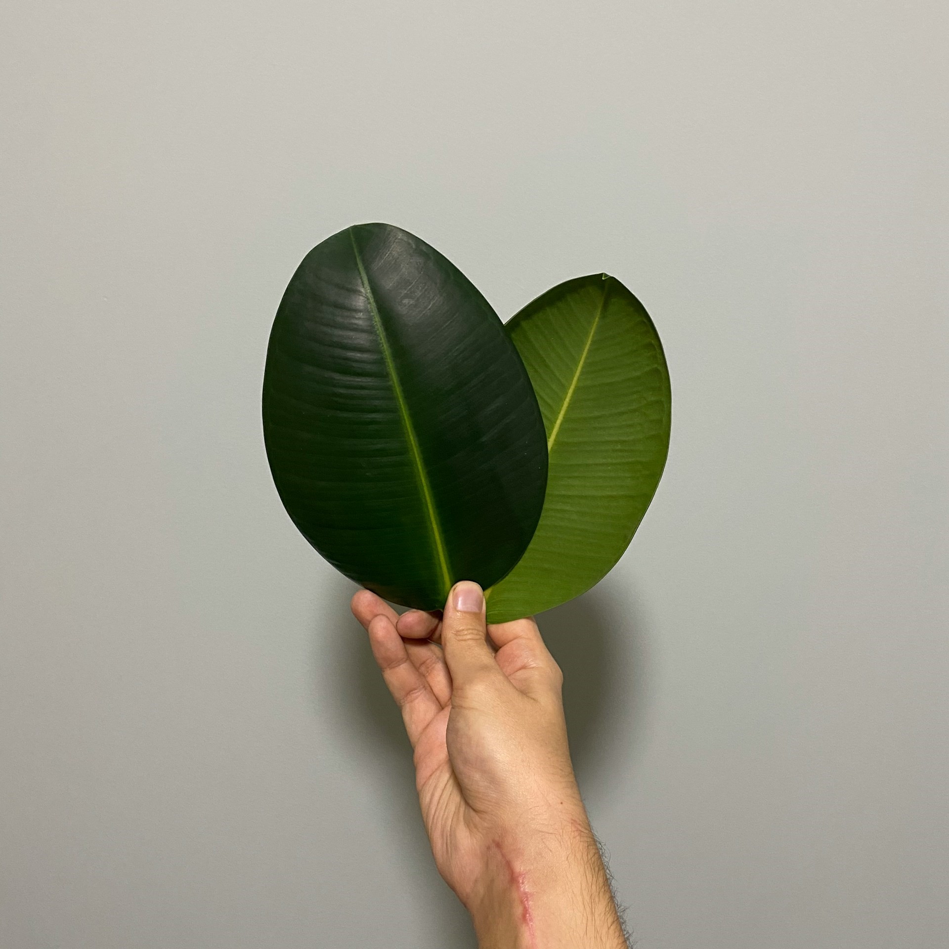 how to spot greenwashing with vague nature imagery