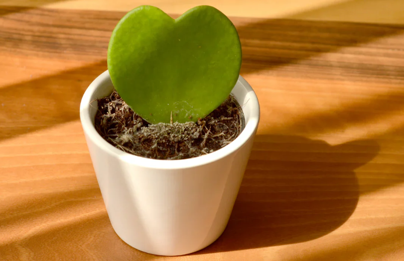 romantic Valentine's Day gifts for her
